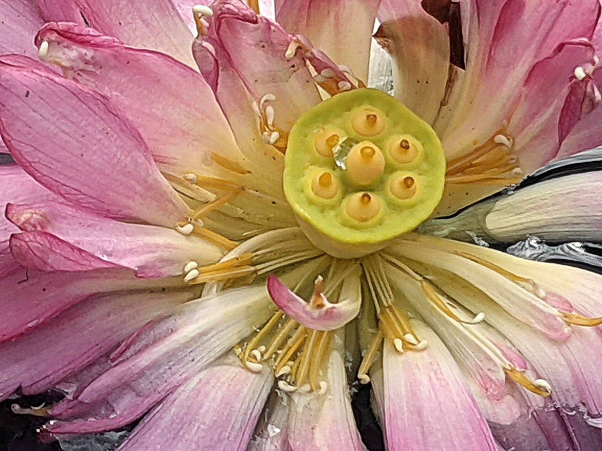 Lotus pool and lawns in the North Carolina Museum of Art Park